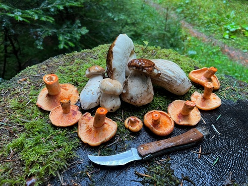 Kleiner Fund im Regen bei Calw; Foto © Heiko 24.10.23