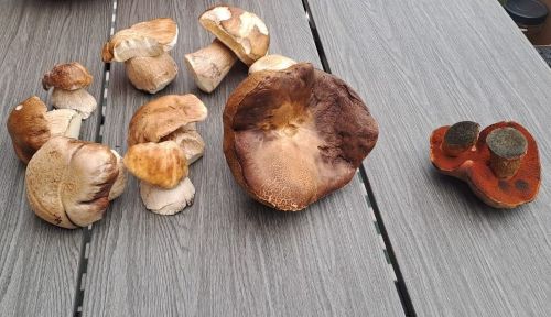 Helgas Fund am Tag der deutschen Einheit; Foto Helga 3.10.25 Helgas Fund am Tag der deutschen Einheit; Foto Helga 3.10.25