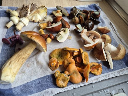 Gesamtfund 1; Foto Jörn 12.10.25