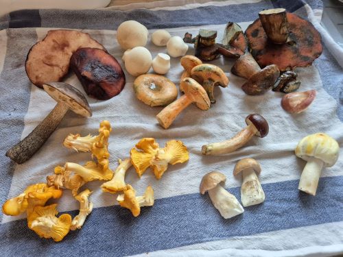 Fund von Jörn und Charlotte im Spessart; Foto Jörn 20.9.25 Fund von Jörn und Charlotte im Spessart; Foto Jörn 20.9.25