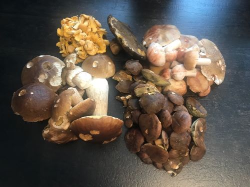 Fund von Jürgen vom 10.8.25; Foto Jürgen