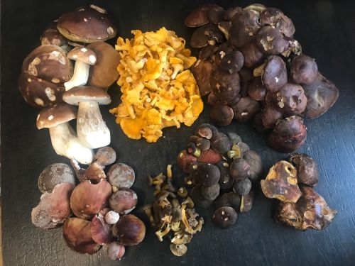 Mischpilzfund von Jürgen und Beatrice; Foto Jürgen 19.10.25