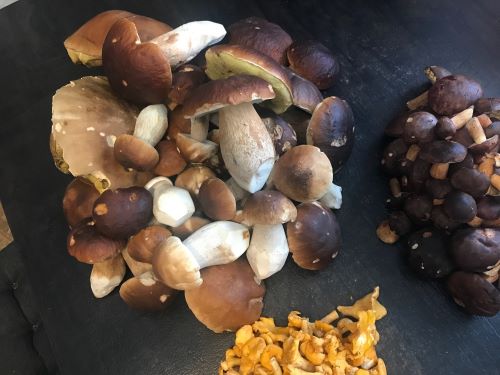 Fund mit Steinpilzen, Pfifferlingen und Maronen; Foto Jürgen 19.9.25 Fund mit Steinpilzen, Pfifferlingen und Maronen; Foto Jürgen 19.9.25