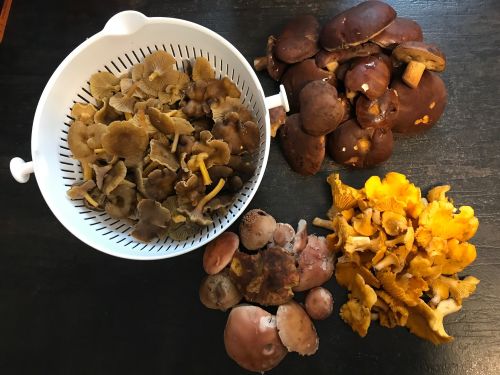 Fund Morbach; Foto Jürgen 2.11.25