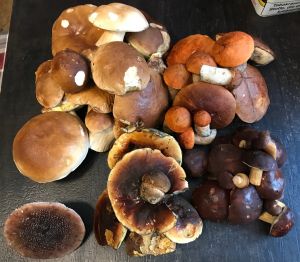 Fund von Hahn und Starkenburg; Foto Jürgen 24.10.25