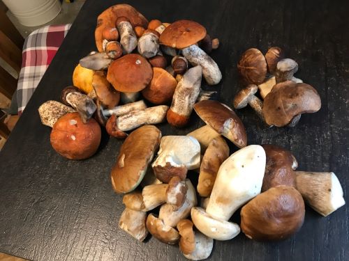 Fund mit Steinpilzen, Rotkappen und Birkenpilzen; Foto Jürgen 28.9.25 Fund mit Steinpilzen, Rotkappen und Birkenpilzen; Foto Jürgen 28.9.25