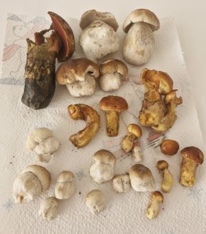 Erster Fund 2025 mit 12 Steinpilzen; Foto Karin 5.8.25