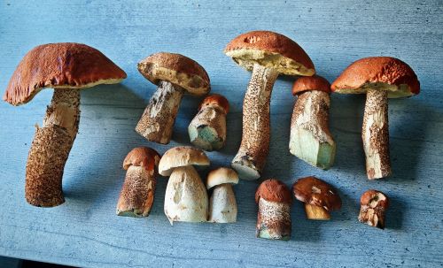 Rotkappen, Steinpilze und Maronenröhrling; Foto Martin 18.9.25