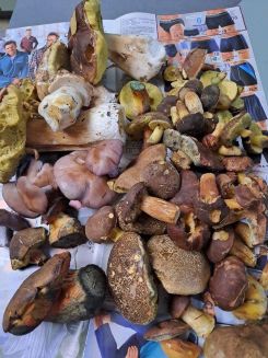 Marios Fund; Foto Mario 29.10.25