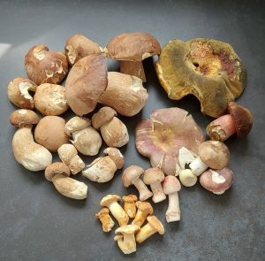 Fund mit schönen Sommersteinpilzen; Foto Martin 15.6.25