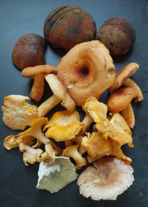 Fund von Glattstieligen Hexenröhrlingen, Milchbrätlingen, Blassen Laubwaldpfifferlingen und zwei Täublingen; Foto Martin 18.7.25