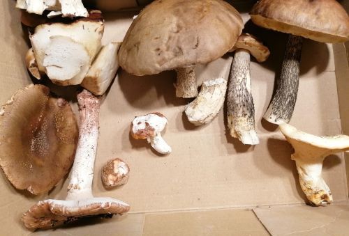 Steinpilze, Perlpilze, Birkenpilze, Täubling und Semmelstoppelpilz; Foto Melanie 12.9.25