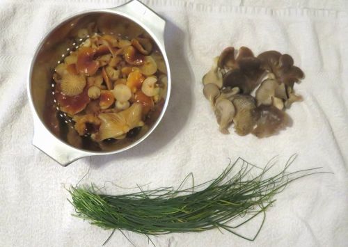 Winterrüblinge, Austernpilze, wildwachsender Schnittlauch; Foto Michael 16.1.25
