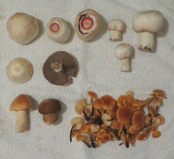 Sommerpilze und Winterpilze  auf einem Fundbild; Foto Michael 21.10.25