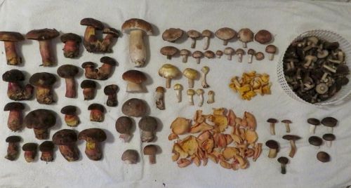 Gesamter Fund; Foto Michael 3,10,25