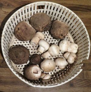 Fund mit Parasolen und Großsporigen Chanpignons; Foto Michael 30.10.25