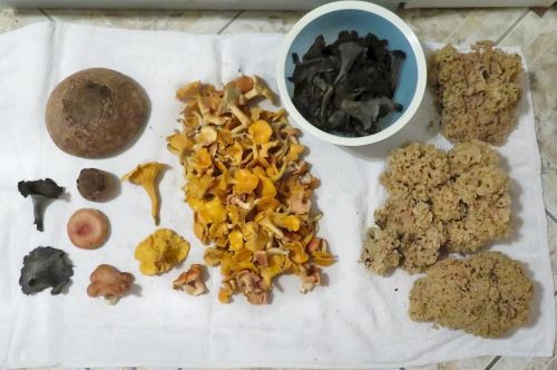 Michaels Fund; Foto Michael 7.11.25