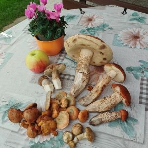 Rotkappen, Birkenpilze, Goldröhrlinge, Fichtenreizker Lärchenröhrlinge ; Foto Monika 12.10.25