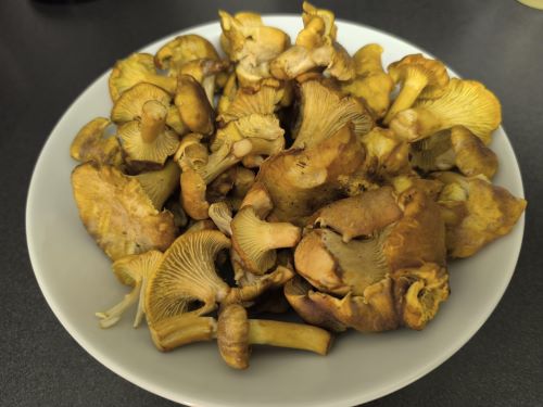 Fund von Amethystschuppigen Pfifferlingen; Foto Philipp 13.8.25