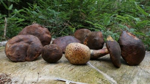 Acht Flockenstielige Hexenröhrlinge, ein Perlpilz; Foto Sepp 20.7.26 Acht Flockenstielige Hexenröhrlinge, ein Perlpilz; Foto Sepp 20.7.26
