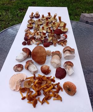 Thomas' Fund bei Pilzexkursion; Foto Thomas 5.10.25 Thomas' Fund bei Pilzexkursion; Foto Thomas 5.10.25