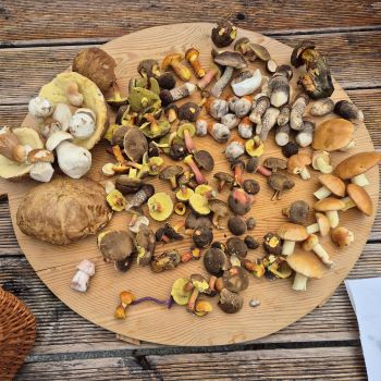 Der ausgebreitete Fund auf dem Tisch; Foto Scuttle 3.8.25