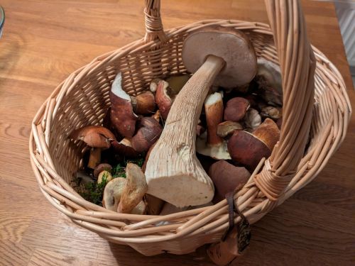 Fund im Körbchen; Foto Véronique 7.11.25