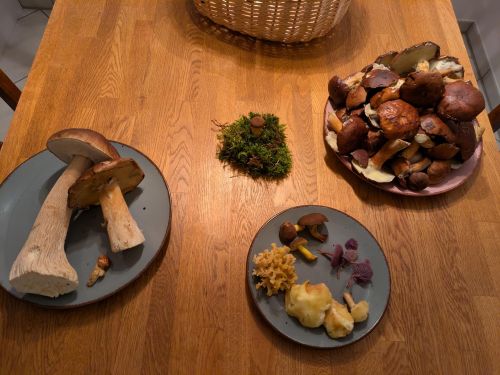 Pilze auf Tellern; Foto Véronique 7.11.25