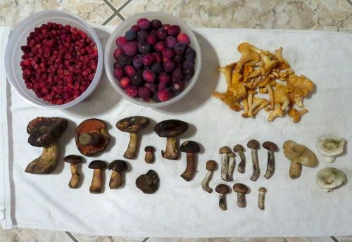 Fund mit Waldhimbeeren und Lila Kirschpflaumen; Foto Michael 23.6.26 Fund mit Waldhimbeeren und Lila Kirschpflaumen; Foto Michael 23.6.26