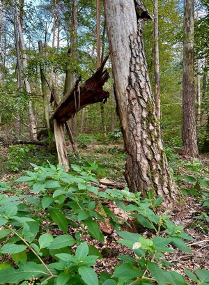 Gebrochene Kiefer; Foto Thomas H. 24.9.23