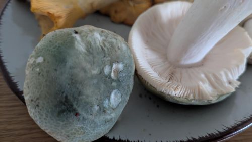 Grüngefelderte Täubling, Großansicht; Foto Véronique 18.7.26 Grüngefelderte Täubling, Großansicht; Foto Véronique 18.7.26