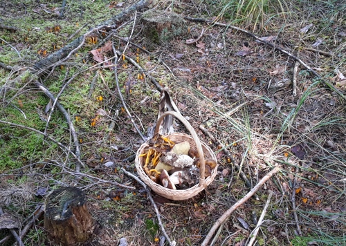 Gelbe Kraterellen mit Pilzkorb; Foto Sandro 10.10.23