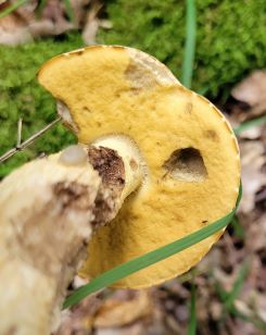 Röhrenansicht Gelbporiger Raufuß; Foto Verena 5.8.25