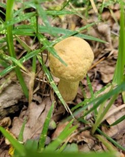 Junger Gelbporiger Raufußröhrling; Foto Verena 5.8.25