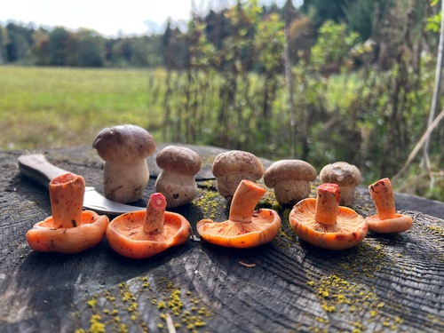 Steinpilze und Weißtannenreizker; Foto © Heiko 19.10.23