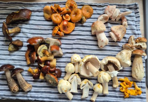 Fund mit Flockenstieligen Hexen, Fichtenreizkern, Perlpilze, Steinpilze, Pfifferlinge, Anisegerlinge, Maronenröhrlinge, Birkenpilze; 