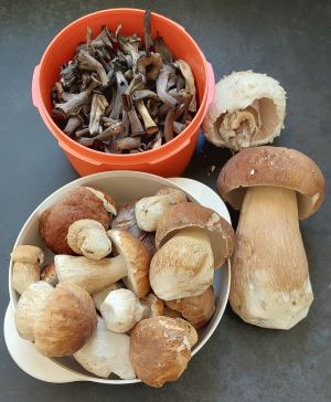 Gesamtfund von Martin mit Steinpilzen, Totentrompeten und Parasol; Foto Martin 10.8.25