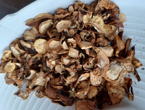 Getrocknete Stückchen von Sandröhrlingen; Foto Heidrun 16.9.25