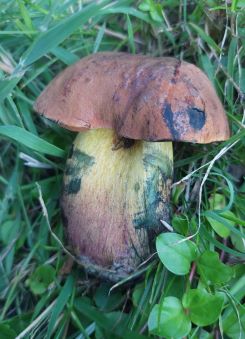 Glattstieliger Hexenröhrling 1; Foto Martin 18.7.25