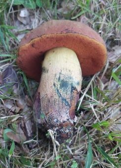 Glattstieliger Hexenröhrling 2; Foto Martin 18.7.25