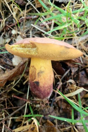 Glattstieliger Hexenröhrling; Foto Verena 5.8.25 Glattstieliger Hexenröhrling; Foto Verena 5.8.25