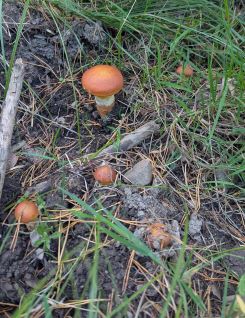Junge Goldröhrlinge; Foto Sven 20.9.25