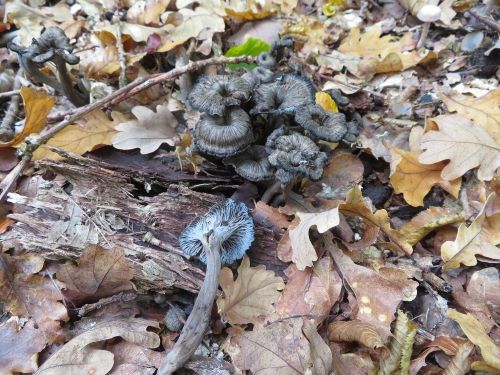 Graue Leistlinge; Foto Michael 15.10.25