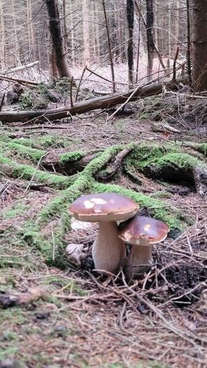 2 herrliche große Steinpilze; Foto Martin 30.9.25