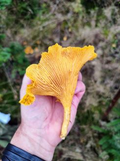 Großer Aprikosenpfifferling; Foto Michael 17.10.24 Großer Aprikosenpfifferling; Foto Michael 17.10.24