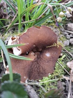 Großer Morchelbecherling; Foto Miguel 30.3.25