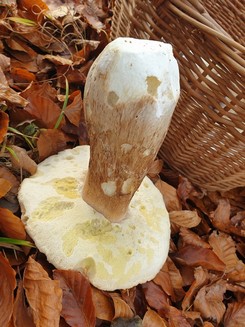 Großer Steinpilz von unten; Foto Agnes 12.11.25