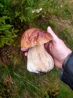 Der Steinpilz, der 641 Gramm wog; Foto Michael 29.10.23