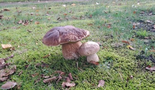 Dunkler und heller Steinpilz; Foto Helga 31.10.25