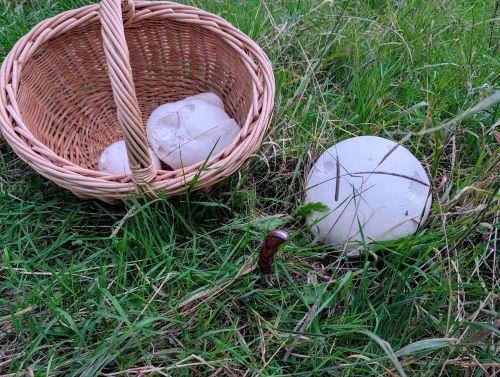 Großsporige Champignons; Foto Matthias/Happurg 8.9.26